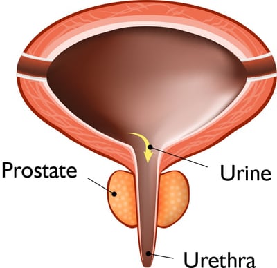 Diagram of a normal prostate
